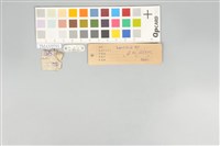 五色鳥藏品圖，第12張